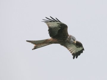 An image of Galloway Red Kite Trail at Loch Ken Eco Bothies self-catering accommodation eco retreats